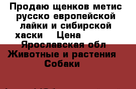 Продаю щенков метис русско-европейской лайки и сибирской хаски  › Цена ­ 5 000 - Ярославская обл. Животные и растения » Собаки   
